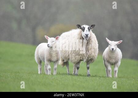 Kreuz Schafe und Lämmer Stockfoto