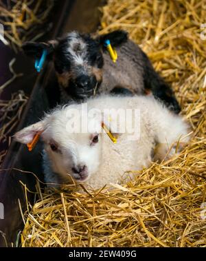 Niedliche neugeborene Shetland Schaf Lamm Zwillinge, eine weiße und eine eine Katmoget Färbung, liegen in Stroh in Scheune, Schottland, Großbritannien Stockfoto