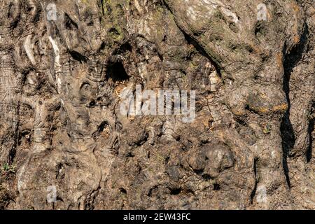 Die einzigartige Textur der Rinde eines alten Olivenbaums, fotografiert in der Nähe von Jerusalem, Israel. Stockfoto