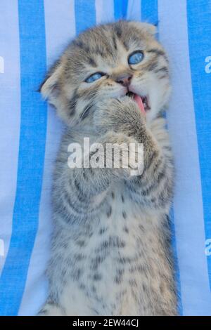 Schottische Falte Kätzchen. Tabby Kätzchen Porträt. Liegt auf dem Rücken und leckt seine Pfote auf einem blau-weiß gestreiften Hintergrund.Pets.Kätzchen mit blauen Augen Stockfoto