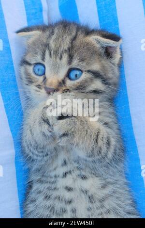 Schottische Falte Kitten. Grau gestromt Kätzchen Porträt. Liegt auf dem Rücken auf einem blau-weiß gestreiften Hintergrund.Haustiere.Kätzchen mit blauen Augen Stockfoto