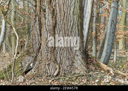 Alter Eschenstamm mit Rissen. Stockfoto