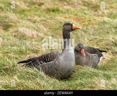 Graugänse grasen auf Ackerland in der Nähe von Loch Leven, Kinross, Schottland, Großbritannien. Stockfoto