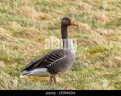 Graugänse grasen auf Ackerland in der Nähe von Loch Leven, Kinross, Schottland, Großbritannien. Stockfoto