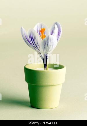 Nahaufnahme einer schönen frischen 'Crocus' Blume in weiß Und lila mit einem orangen Staubgefäß in einem Bambus platziert Eierbecher gegen einen hellen pastellgrünen c Stockfoto