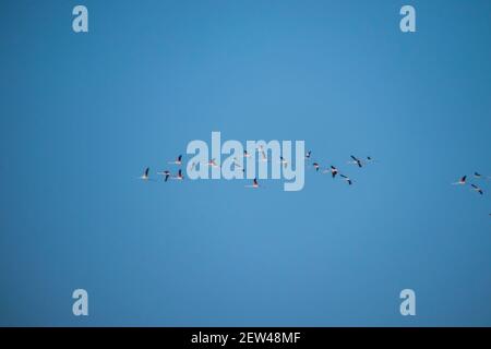 Flock of Flamingos am Thol See Stockfoto