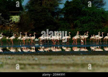 Flock of Flamingos am Thol See Stockfoto