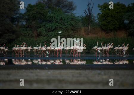 Flock of Flamingos am Thol See Stockfoto