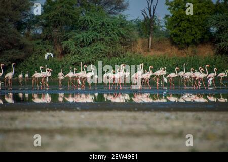 Flock of Flamingos am Thol See Stockfoto