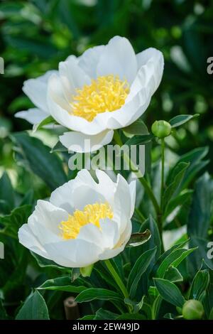 Paeonia lactiflora 'Jan van Leeuwen'. Peony 'Jan van Leeuwen'. Einzelne weiße Blüten mit einem kontrastierenden gelben Zentrum Stockfoto