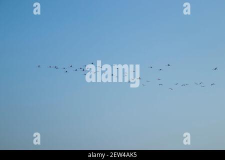Flock of Flamingos am Thol See Stockfoto