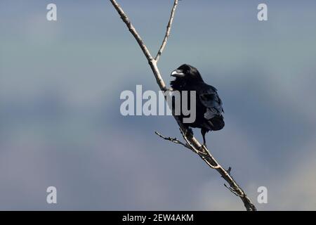 Raven-Corvus corax. Stockfoto