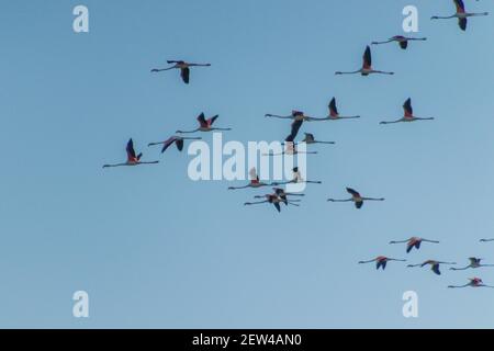 Flock of Flamingos am Thol See Stockfoto