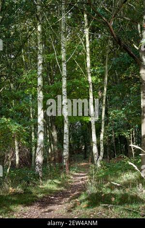 Waldweg schlängelt sich durch Silber Birken Betula pendula in Londonthorpe Woods Lincolnshire im frühen Herbst Sonnenschein Stockfoto