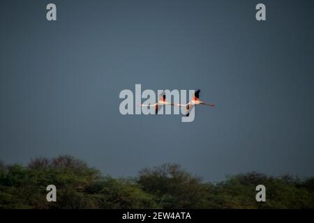 Flock of Flamingos am Thol See Stockfoto