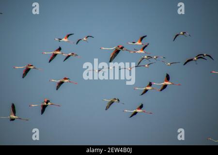 Flock of Flamingos am Thol See Stockfoto