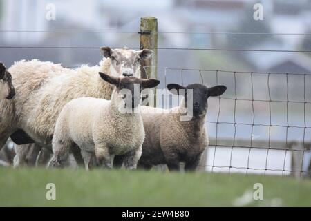 Kreuz Schafe und Lämmer Stockfoto