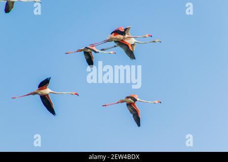 Flock of Flamingos am Thol See Stockfoto
