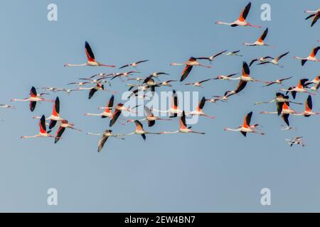 Flock of Flamingos am Thol See Stockfoto