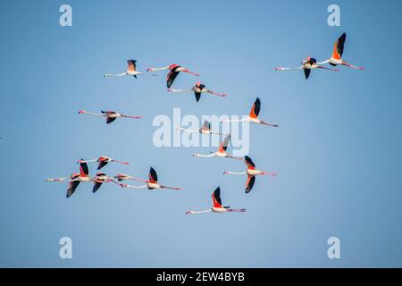 Flock of Flamingos am Thol See Stockfoto