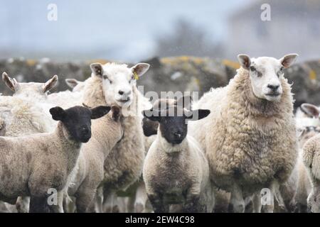 Kreuz Schafe und Lämmer Stockfoto