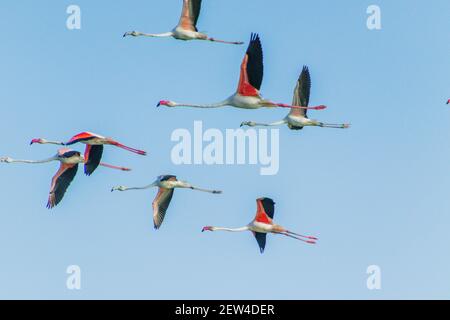 Flock of Flamingos am Thol See Stockfoto
