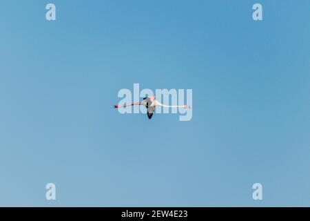 Flock of Flamingos am Thol See Stockfoto