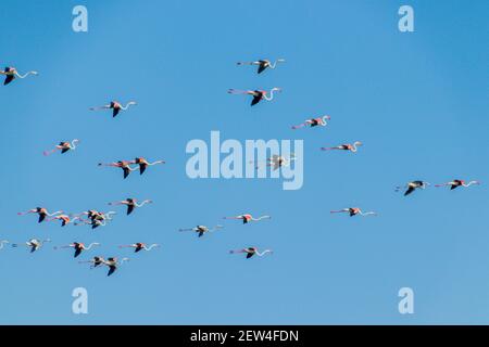 Flock of Flamingos am Thol See Stockfoto