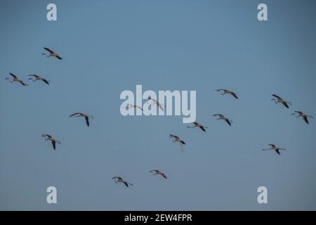 Flock of Flamingos am Thol See Stockfoto