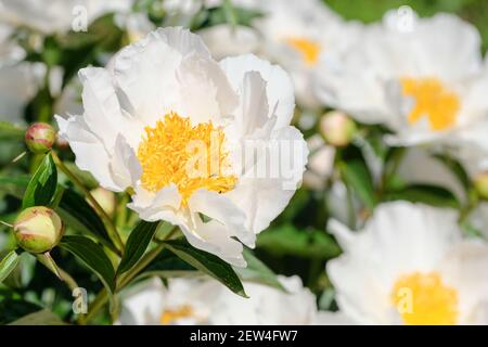 Paeonia lactiflora 'Krinklled White'. Pfingstrose „Krinklled White“. Chinesische Pfingstrose 'Krinkleled White'. Weiße Pfingstrosen. Gemeinsame Gartenpeonie 'Krinklled white' Stockfoto