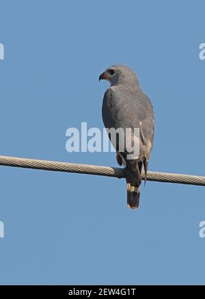 Eidechse Buzzard (Kaupifalco monogrammicus monogrammicus) Erwachsener auf der Stromleitung Kenia thront November 2009 Stockfoto