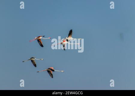 Flock of Flamingos am Thol See Stockfoto