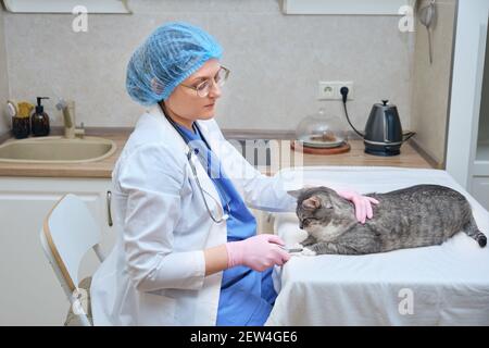 Ein Arzt in Uniform schneidet die Krallen eines Haustieres Katze auf einen Anruf zum Tierarzt nach Hause zu einem Patient Stockfoto