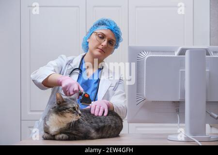 Tierarzt Kämmen verfilzten Katzenfell in Tierklinik Stockfoto