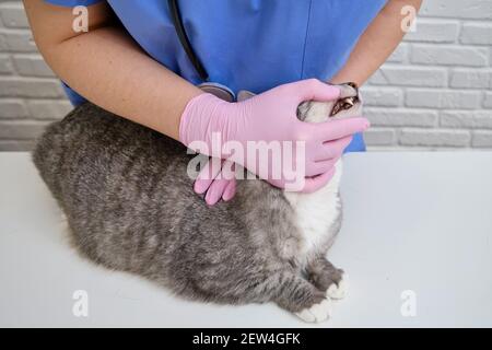 Untersuchung des Mundes und der Zähne eines kranken Haustieres In einer Tierklinik Stockfoto