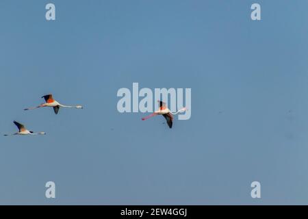 Flock of Flamingos am Thol See Stockfoto