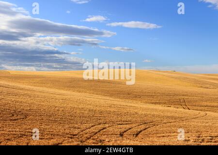 LÄNDLICHE LANDSCHAFT SOMMER.Zwischen Apulien und Basilicata: Landschaft mit Kornfeld im Schatten von Wolken.ITALIEN Stockfoto