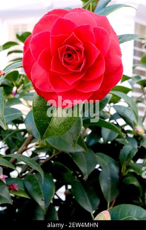 Camellia japonica ‘Black Tie’ Camellia Black Tie – formelle doppelte rote Blume mit konzentrischen Reihen von Blütenblättern, März, England, Großbritannien Stockfoto