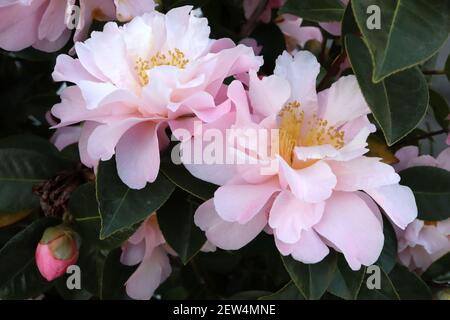 Camellia vernalis ‘Star above Star’ Camellia Star above Star – rosa und weiße Blütenfontänen, März, England, Großbritannien Stockfoto