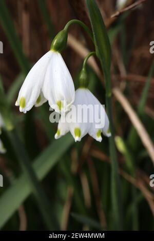 Leucojum aestivum Sommerschneeflocke – weiße glockenförmige Blume mit grüner Markierung an Blütenblattspitzen, März, England, Großbritannien Stockfoto