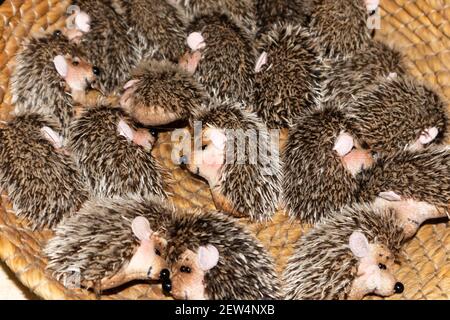 Es gibt viele Igel-Spielzeug im Korbkorb. Niedliche und lustige Tiere Stockfoto