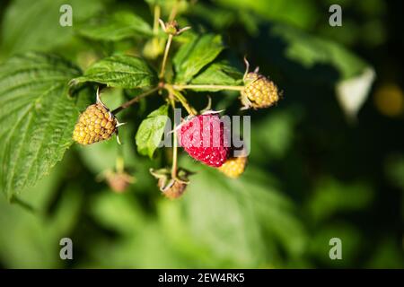Eine sehr reife und unreife Himbeere, die an einem Ast hängt, aus der Nähe geschossen. Sonniger Sommertag, Nahaufnahme Stockfoto