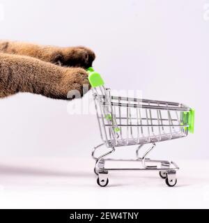 Katzenpfoten schieben leeren Warenkorb auf weißem Hintergrund, Einkaufskonzept, Produkte für Katzen, Leerraum im Warenkorb, Seitenansicht, Lebensmittelkorb Stockfoto