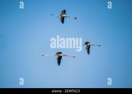 Flamingos fliegen in Formation Stockfoto