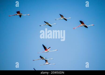 Flamingos fliegen in Formation Stockfoto