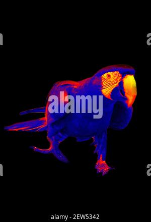 Rot-blauer Ara, Ara auf schwarzem Hintergrund. Scannen der Körpertemperatur des Tieres mit einer Wärmebildkamera