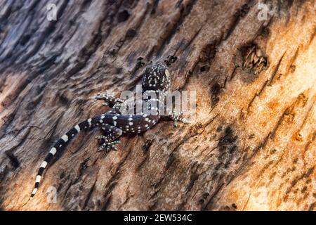 Ein grauer Toki Gecko (Gekko Gecko) auf dem Stumpf eines Thailandbaums. Nahaufnahme Stockfoto