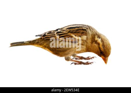 Porträt von Sparrow in Nahaufnahme, isoliert auf weißem Hintergrund. House Sparrow lebt seit dreitausend Jahren neben Menschen und lebt von anderen Stockfoto