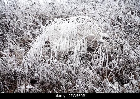 Erdbeobachtung, Zeit vor dem Winter. Der Winter ist von den Bergen zu den Ausläufern herabgestiegen. Frost überzogen Bäume, Sträucher und Gräser, gefrorene Gewässer Stockfoto