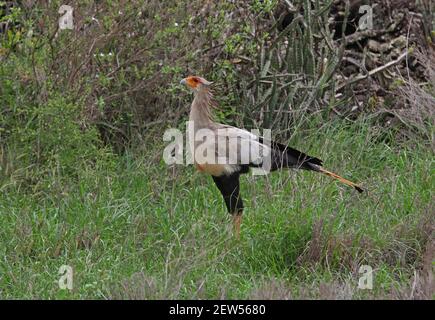 Secretary Bird (Sagittarius serpentarius) Erwachsene Jagd in üppiger Vegetation Tsavo West NP, Kenia November Stockfoto